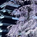 写真: 松本城 天守閣と夜桜