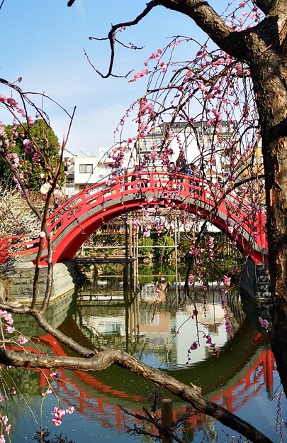 写真: 下町の赤い橋にも春がやってきましたー