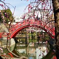 写真: 下町の赤い橋にも春がやってきましたー