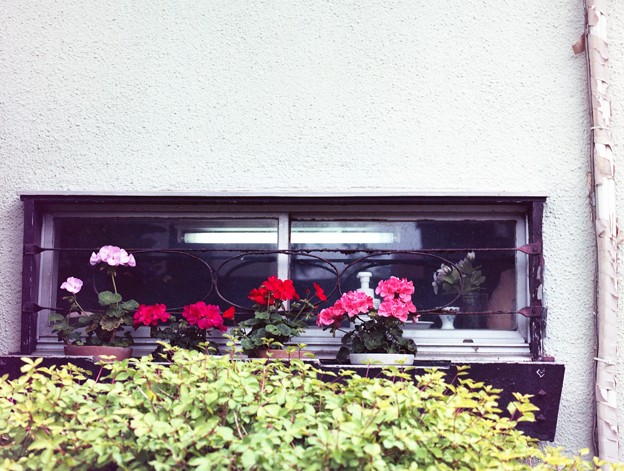 写真: 窓辺の花