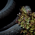 写真: タイヤと植物