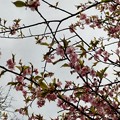 写真: 4_大野山の桜