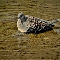 写真: 鳩の水浴