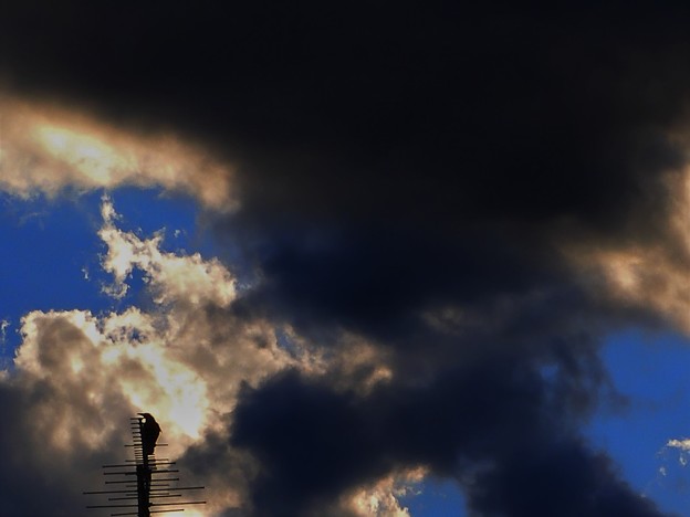 写真: 暗黒雲とカラス