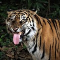 写真: DSC_0826 (2)   虎があかんべー