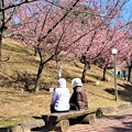 河津桜見物
