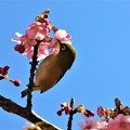 河津桜の蜜を吸うメジロ