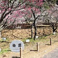写真: 赤塚山梅園