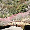 写真: 赤塚山梅園散策路