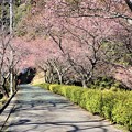 写真: 河津桜並木