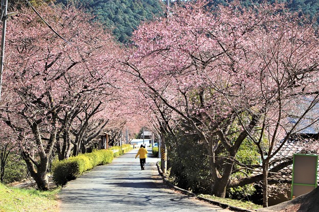 写真: 河津桜並木のトンネル