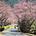 写真: 河津桜並木のトンネル