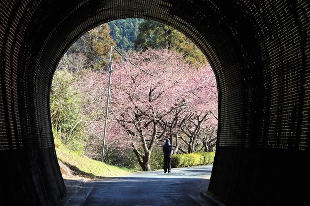 写真: 芳ヶ入トンネルから