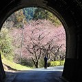 写真: 芳ヶ入トンネルから