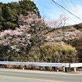 写真: 牟呂用水脇に咲く早咲き桜