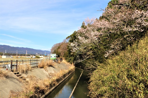 写真: 牟呂用水脇の早咲き桜