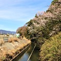 写真: 牟呂用水脇の早咲き桜