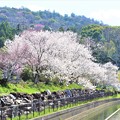 写真: 用水脇に咲く桜