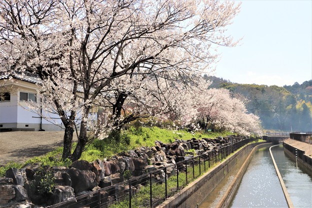 用水脇に咲く桜並木