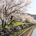 写真: 用水脇に咲く桜並木