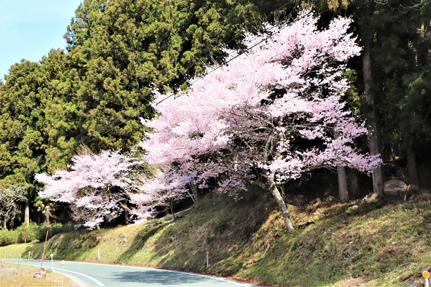 道路脇に咲く桜