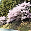 写真: 道路脇に咲く桜