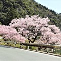 豊川沿いの桜