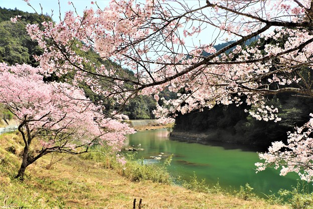 豊川沿いに咲く桜