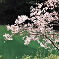 写真: 川岸に咲く桜