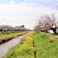 境川橋方面の桜並木