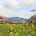 佐奈川堤の桜並木と菜の花と本宮山