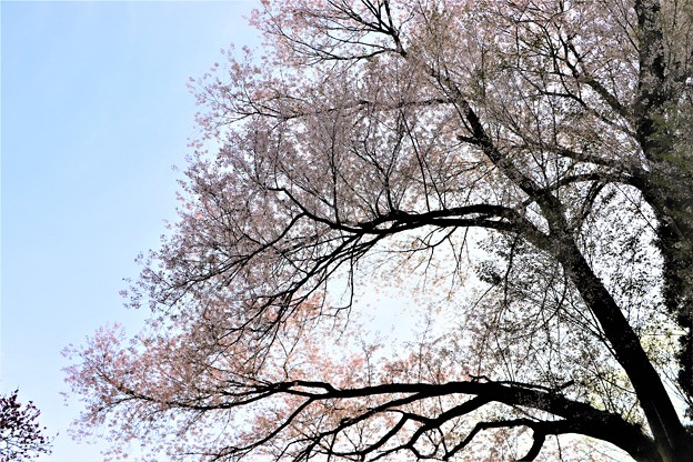 写真: 枝張りの不動桜
