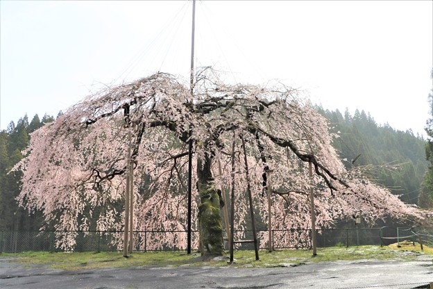 写真: 姿・形゛美しい八つ橋ウバヒガン桜