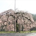 写真: 姿・形゛美しい八つ橋ウバヒガン桜
