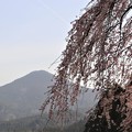 しだれ桜と知生山
