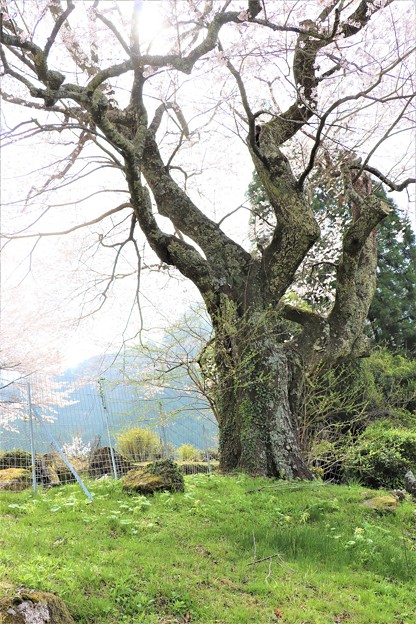 写真: 推定樹齢４５０年の古木