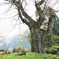 推定樹齢４５０年の古木