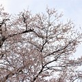 写真: エドヒガン桜