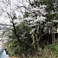 写真: 川沿いの兄桜