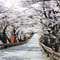 坂戸橋の桜のトンネル