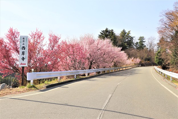 写真: 県道沿いの桜並木