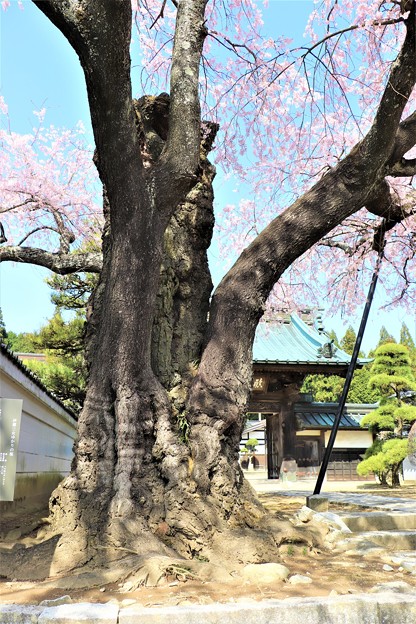 写真: 樹齢推定４００年・ 幹周り３.８ｍのしだれ桜