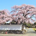 写真: 西岸寺にあるしだれ桜
