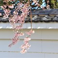 写真: 白壁にしだれ桜