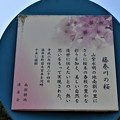 写真: 藤巻川の桜説明