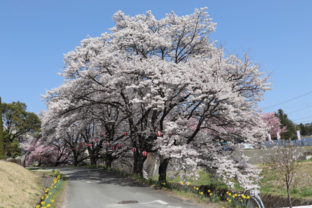 写真: 藤巻川の桜並木