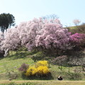 写真: 山の斜面にも桜