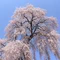写真: 樹高・１２.７ｍのしだれ桜