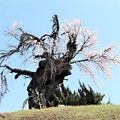 写真: 桜の古木