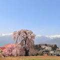 写真: 栗林の一本桜と中央アルプス